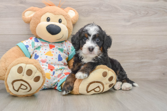MIGO, a Mini Bernedoodle littermate