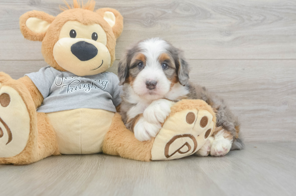 6 week old Mini Bernedoodle Puppy For Sale - Fairfield Furbabies
