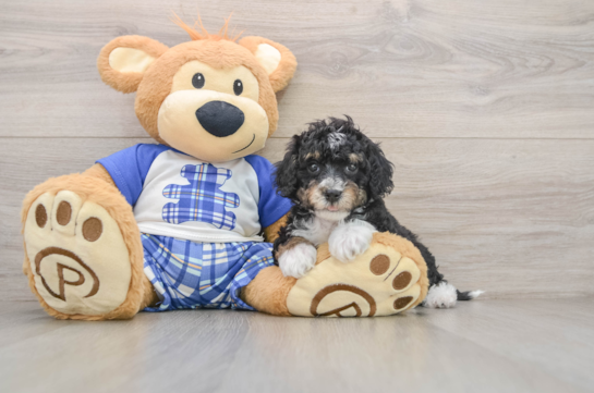 Petite Mini Bernedoodle Poodle Mix Pup