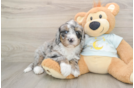Happy Mini Bernedoodle Baby