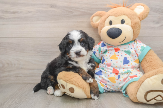 MIKA, a Mini Bernedoodle littermate