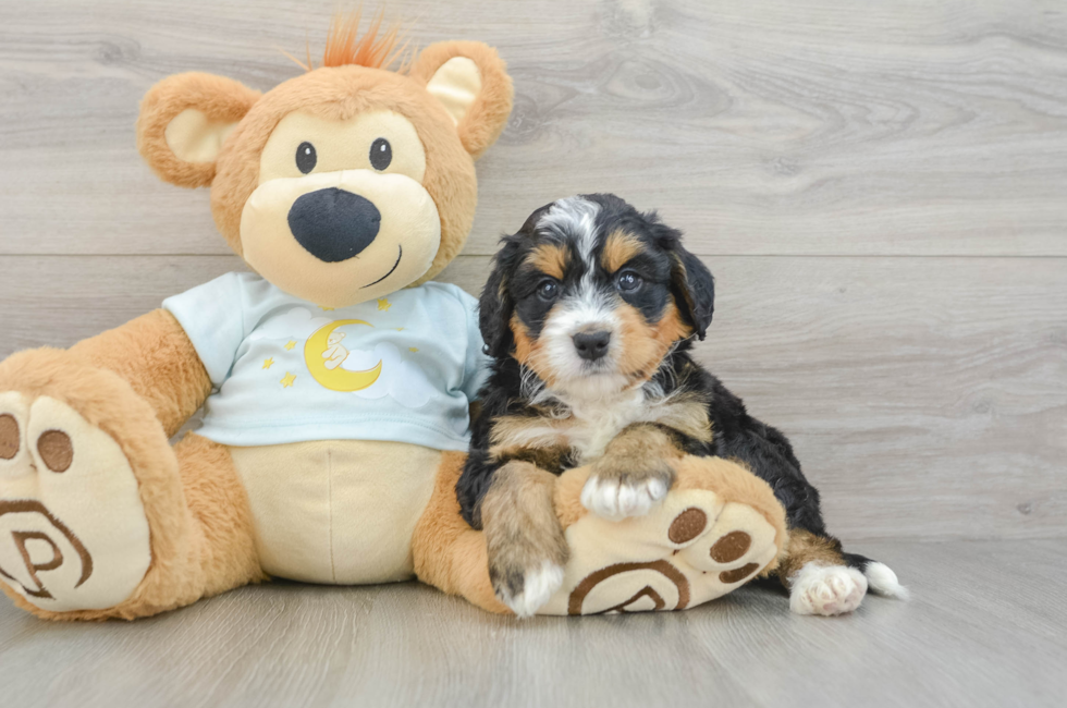 7 week old Mini Bernedoodle Puppy For Sale - Fairfield Furbabies