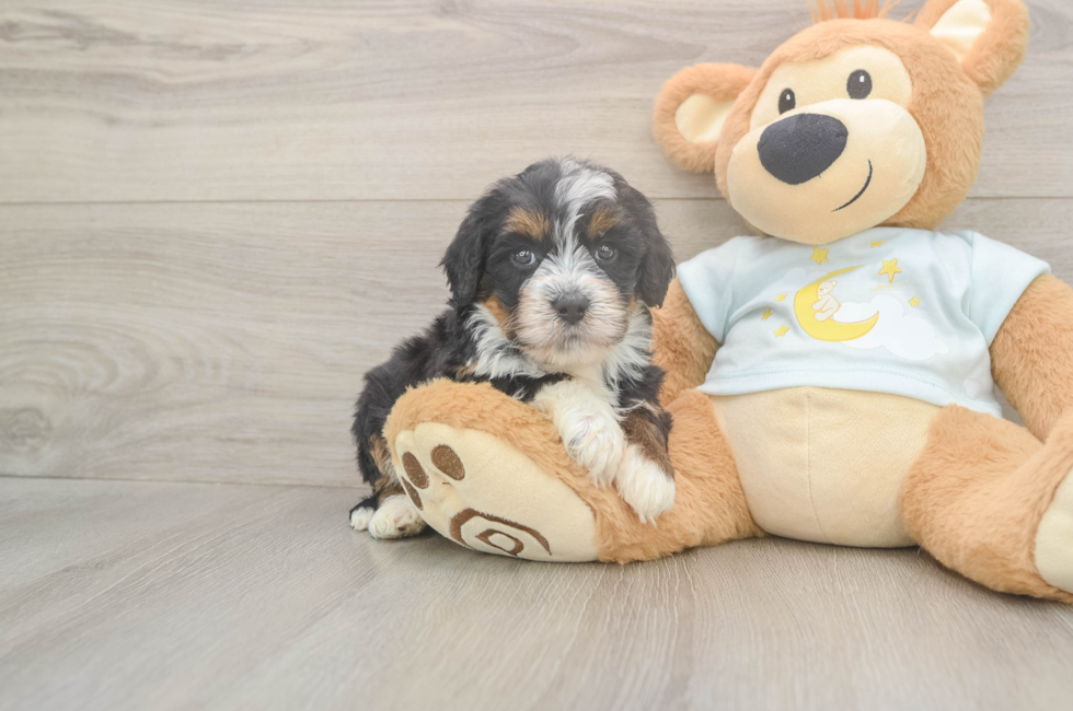 5 week old Mini Bernedoodle Puppy For Sale - Fairfield Furbabies