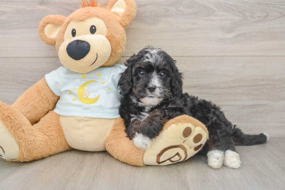 Mini Bernedoodle Pup Being Cute
