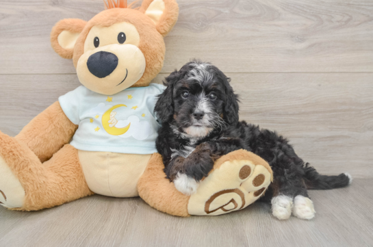 Mini Bernedoodle Pup Being Cute