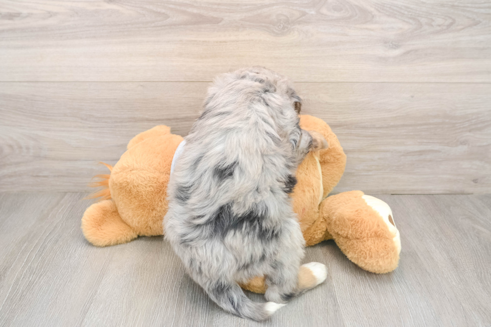 Adorable Mini Bernadoodle Poodle Mix Puppy