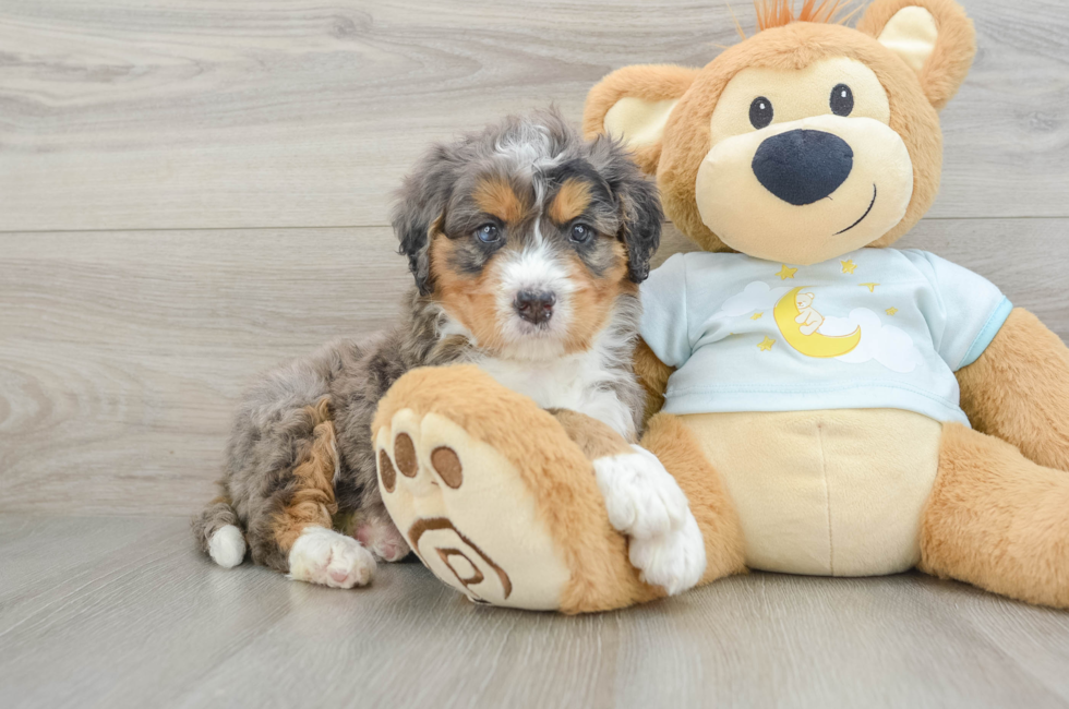 7 week old Mini Bernedoodle Puppy For Sale - Fairfield Furbabies