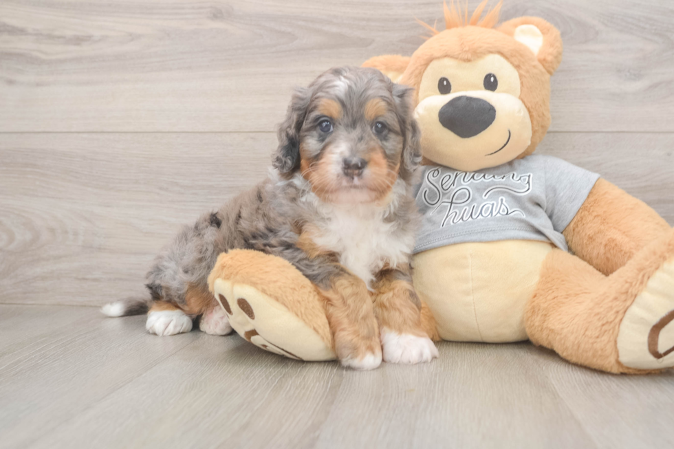 Mini Bernedoodle Puppy for Adoption