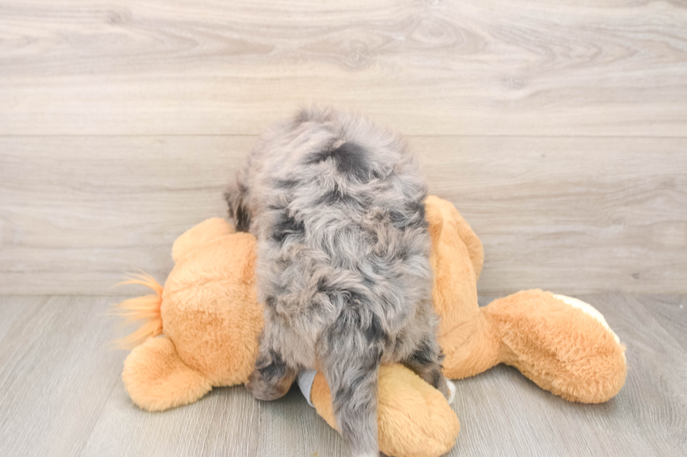 Friendly Mini Bernedoodle Baby