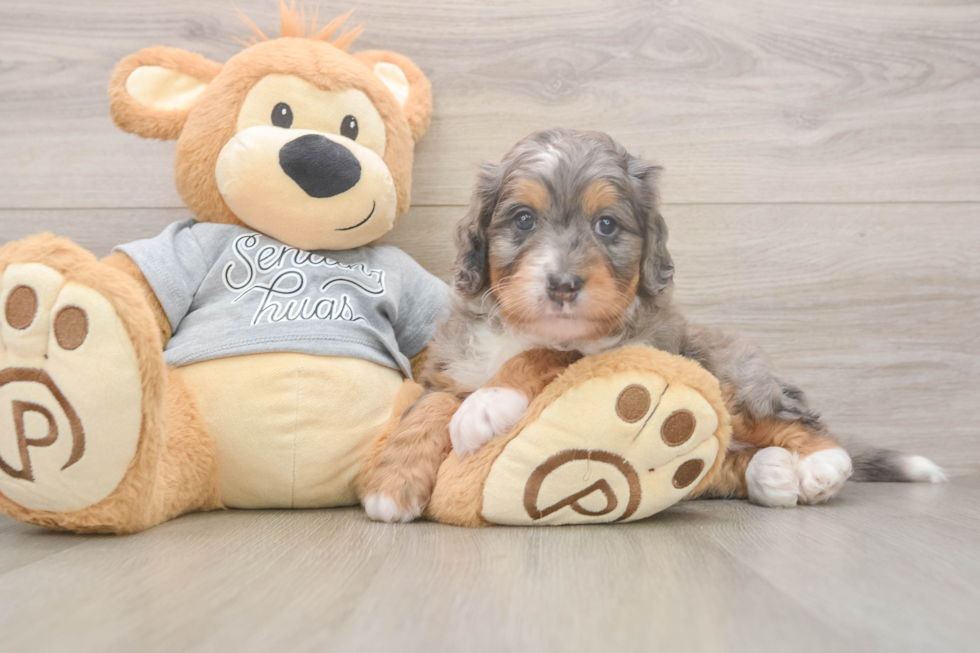 Friendly Mini Bernedoodle Baby
