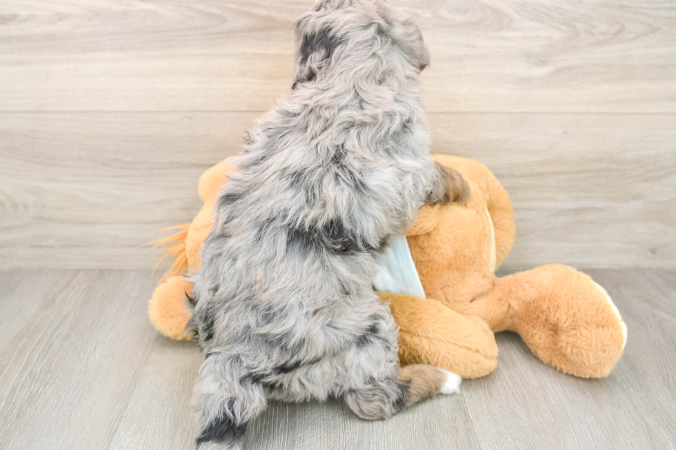 Petite Mini Bernedoodle Poodle Mix Pup