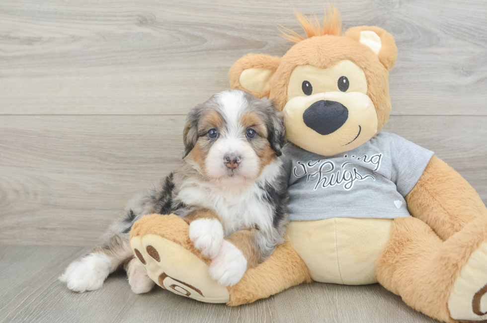 6 week old Mini Bernedoodle Puppy For Sale - Fairfield Furbabies
