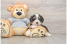 Hypoallergenic Mini Bernese Poodle Poodle Mix Puppy