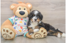 Mini Bernedoodle Puppy for Adoption
