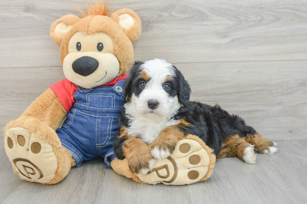 5 week old Mini Bernedoodle Puppy For Sale - Fairfield Furbabies