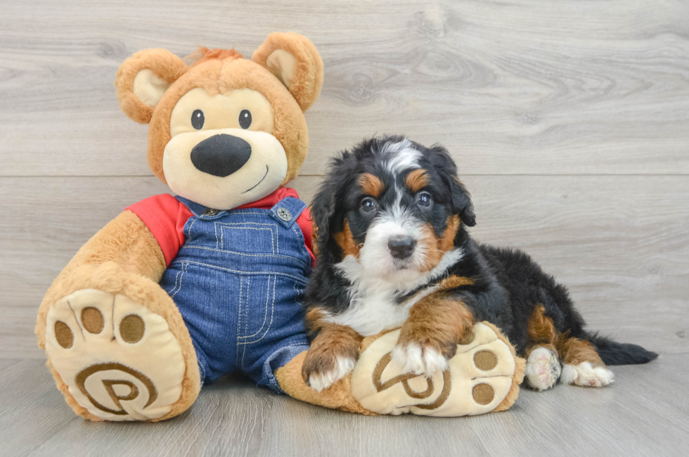 5 week old Mini Bernedoodle Puppy For Sale - Fairfield Furbabies