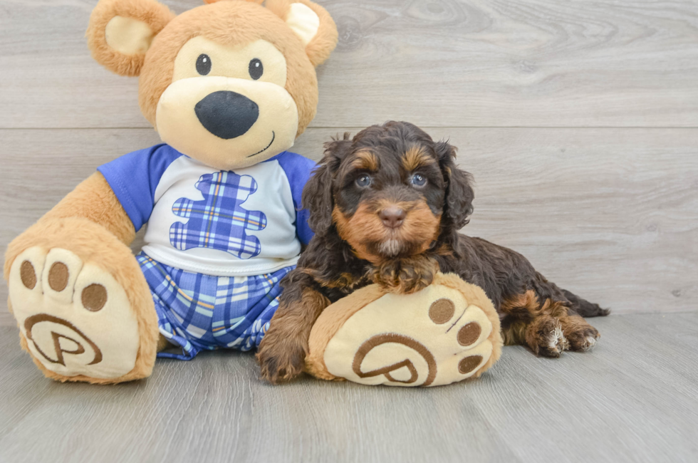 8 week old Mini Bernedoodle Puppy For Sale - Fairfield Furbabies