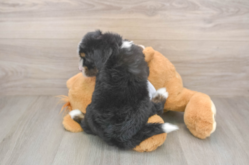Smart Mini Bernedoodle Poodle Mix Pup