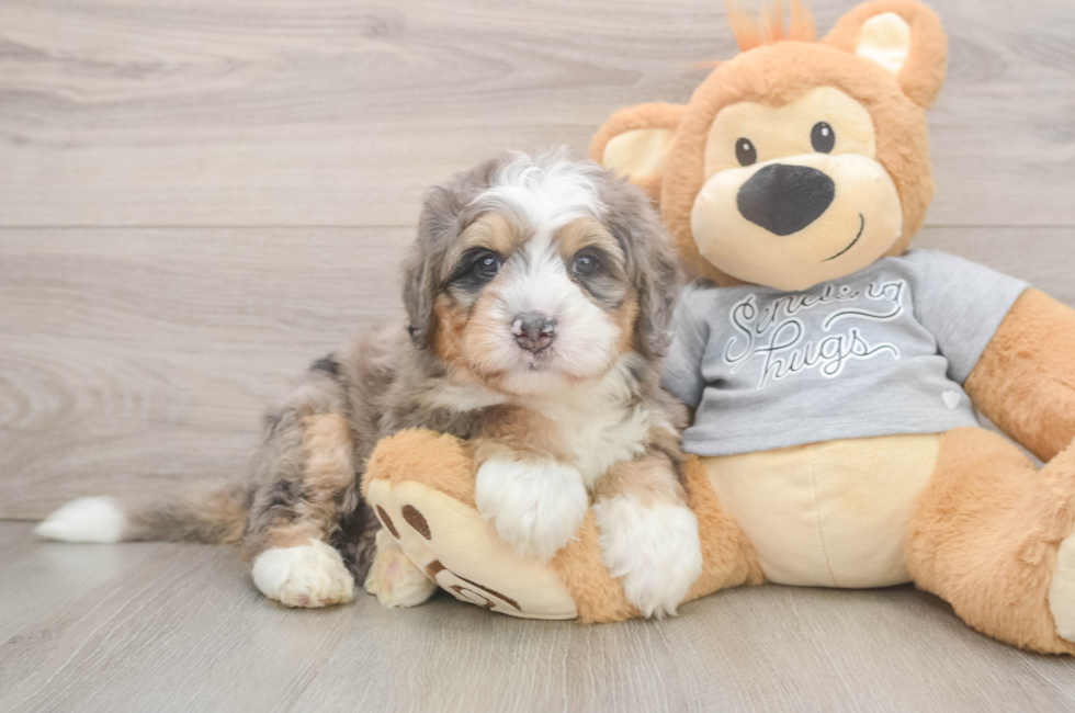 6 week old Mini Bernedoodle Puppy For Sale - Fairfield Furbabies