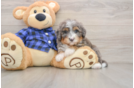 Best Mini Bernedoodle Baby