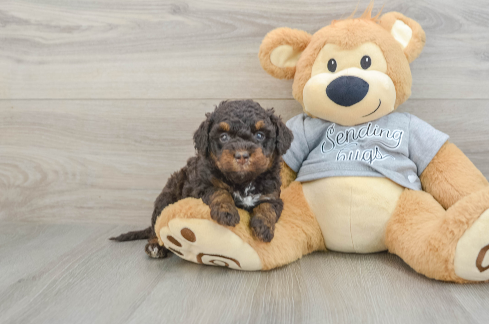 7 week old Mini Bernedoodle Puppy For Sale - Fairfield Furbabies