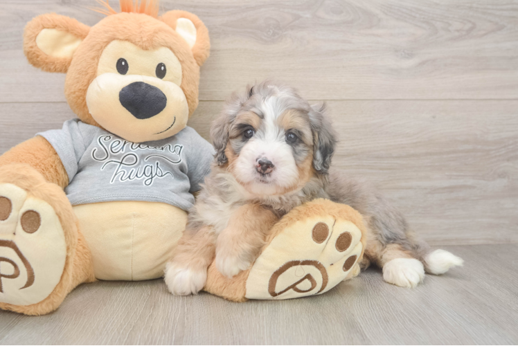 Mini Bernedoodle Pup Being Cute