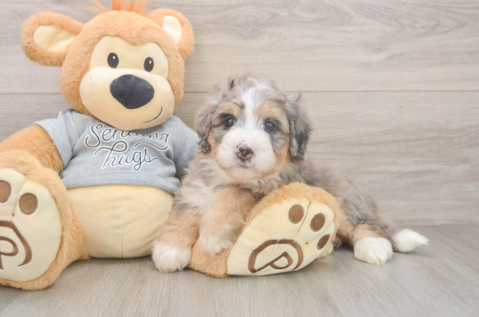 6 week old Mini Bernedoodle Puppy For Sale - Fairfield Furbabies