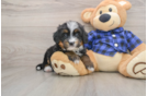 Energetic Mini Bernese Poodle Poodle Mix Puppy