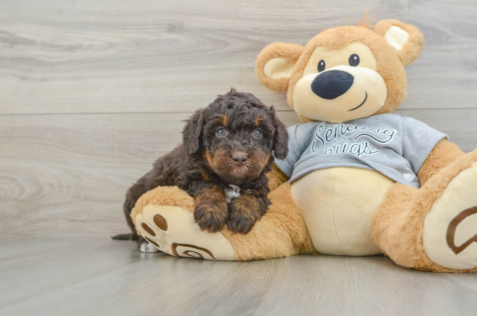 7 week old Mini Bernedoodle Puppy For Sale - Fairfield Furbabies