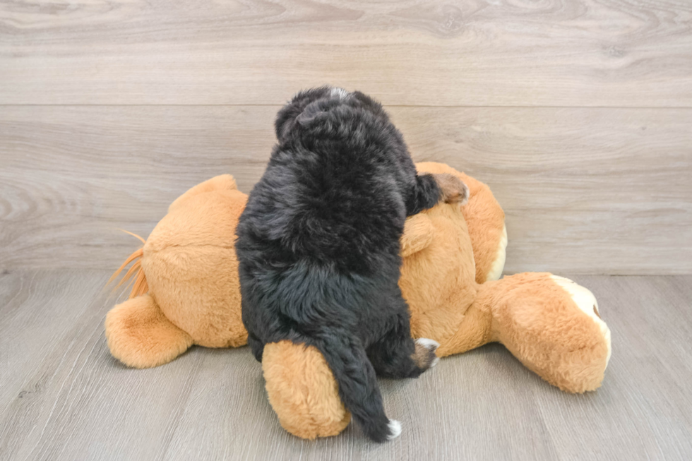 Petite Mini Bernedoodle Poodle Mix Pup