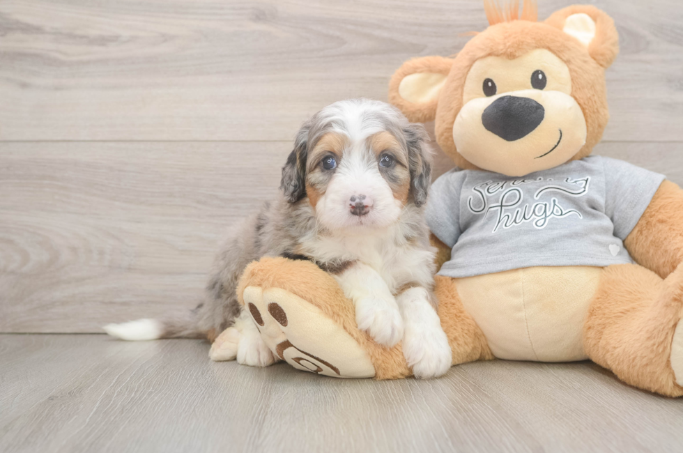 6 week old Mini Bernedoodle Puppy For Sale - Fairfield Furbabies