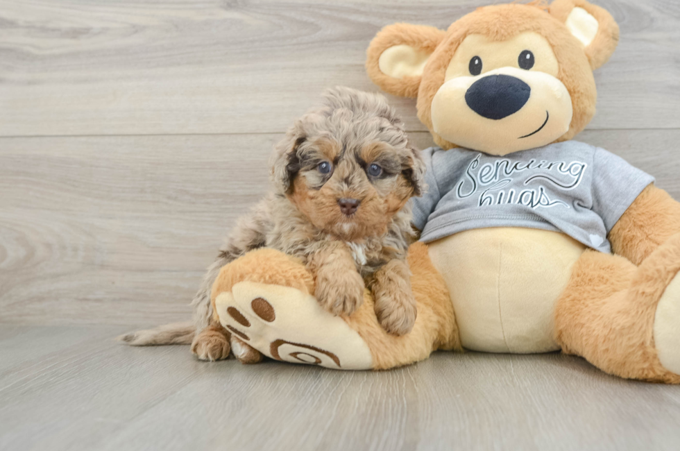 7 week old Mini Bernedoodle Puppy For Sale - Fairfield Furbabies