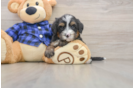 Fluffy Mini Bernedoodle Poodle Mix Pup
