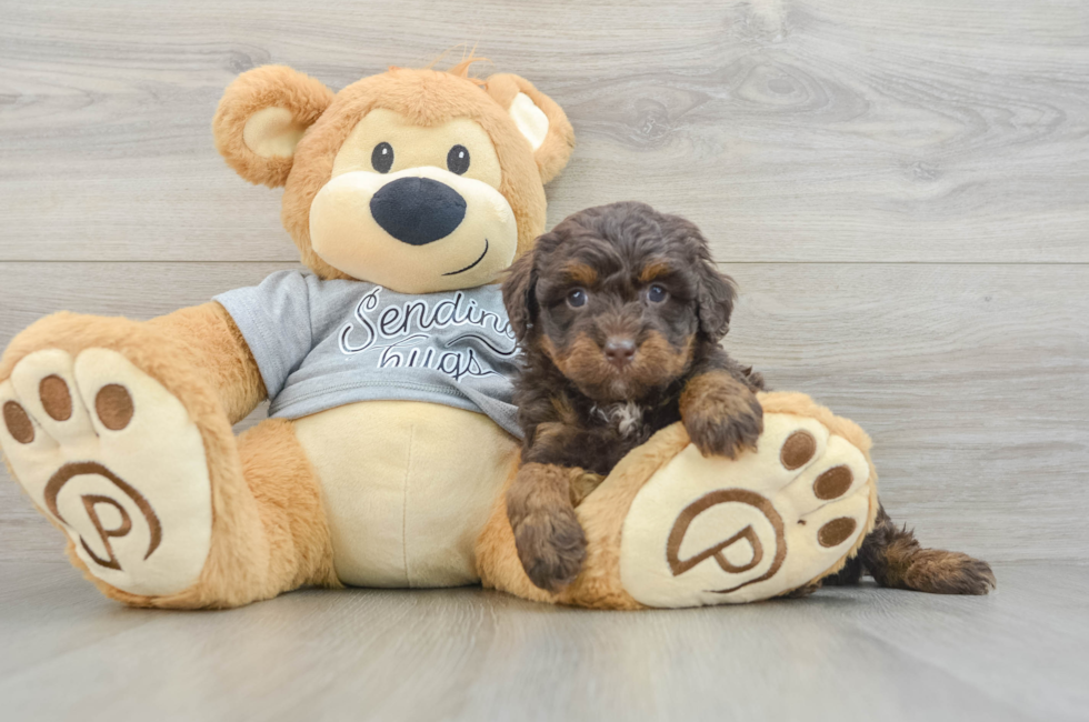 7 week old Mini Bernedoodle Puppy For Sale - Fairfield Furbabies