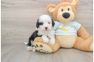 Mini Bernedoodle Pup Being Cute