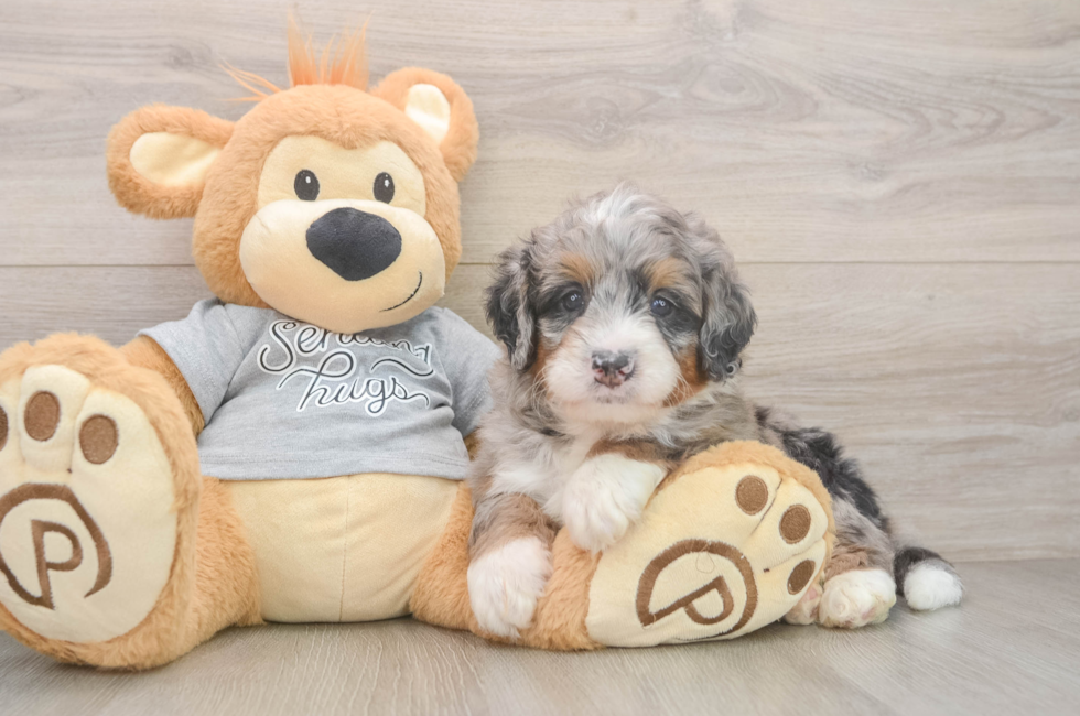 6 week old Mini Bernedoodle Puppy For Sale - Fairfield Furbabies