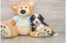 Smart Mini Bernedoodle Poodle Mix Pup