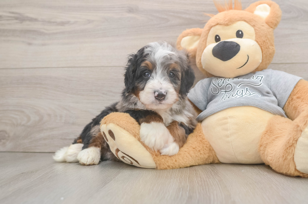 6 week old Mini Bernedoodle Puppy For Sale - Fairfield Furbabies