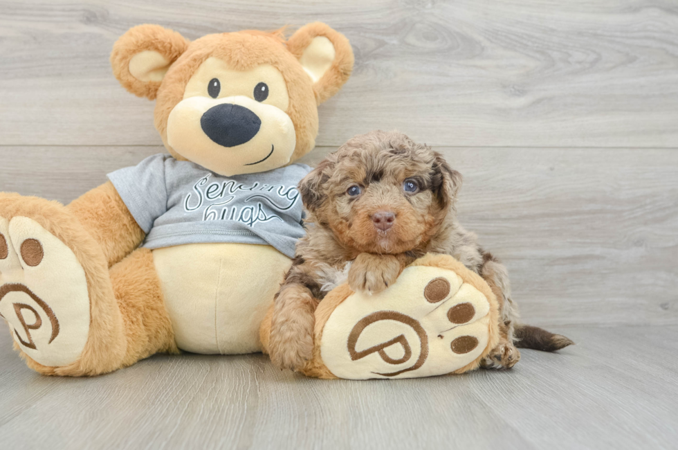 7 week old Mini Bernedoodle Puppy For Sale - Fairfield Furbabies