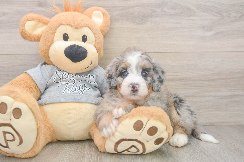 6 week old Mini Bernedoodle Puppy For Sale - Fairfield Furbabies