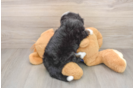Best Mini Bernedoodle Baby