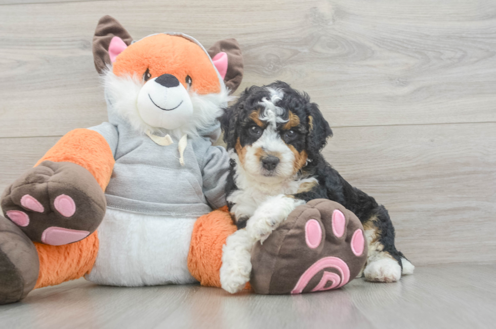 6 week old Mini Bernedoodle Puppy For Sale - Fairfield Furbabies