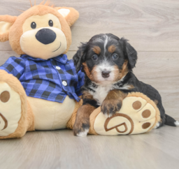 6 week old Mini Bernedoodle Puppy For Sale - Fairfield Furbabies