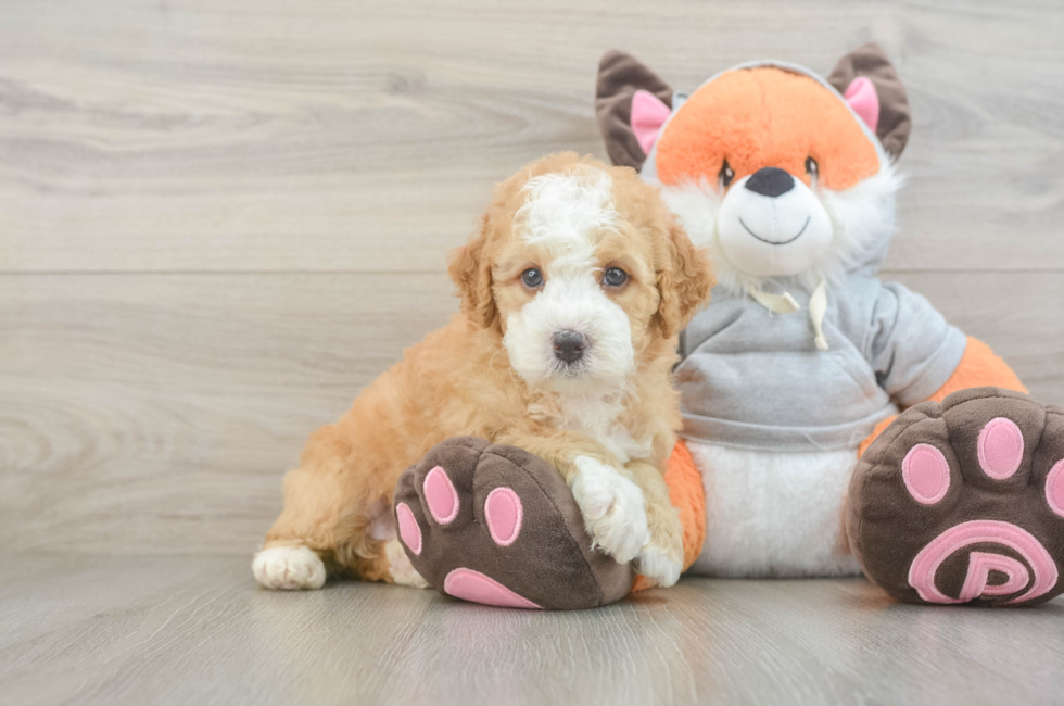 6 week old Mini Bernedoodle Puppy For Sale - Fairfield Furbabies