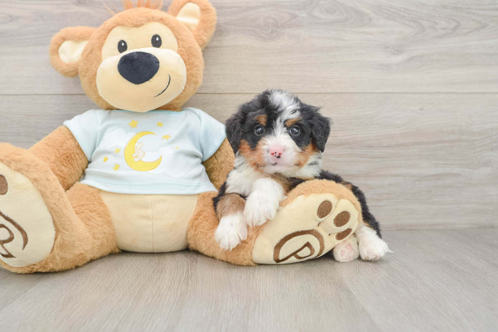 Mini Bernedoodle Pup Being Cute