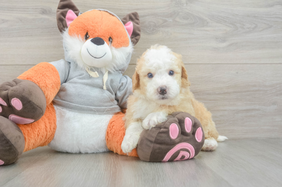 6 week old Mini Bernedoodle Puppy For Sale - Fairfield Furbabies