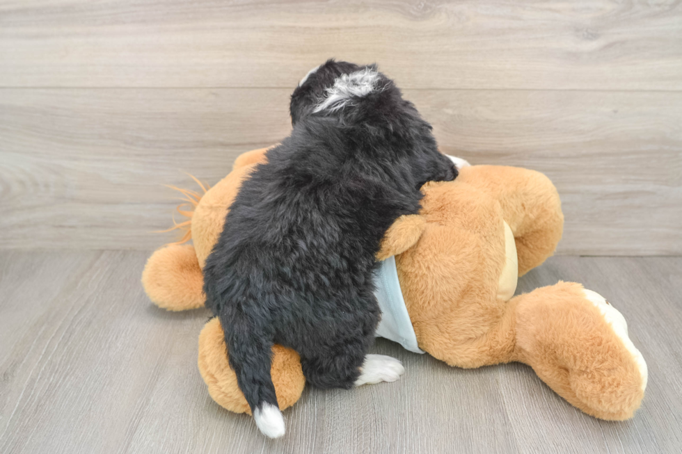 Happy Mini Bernedoodle Baby