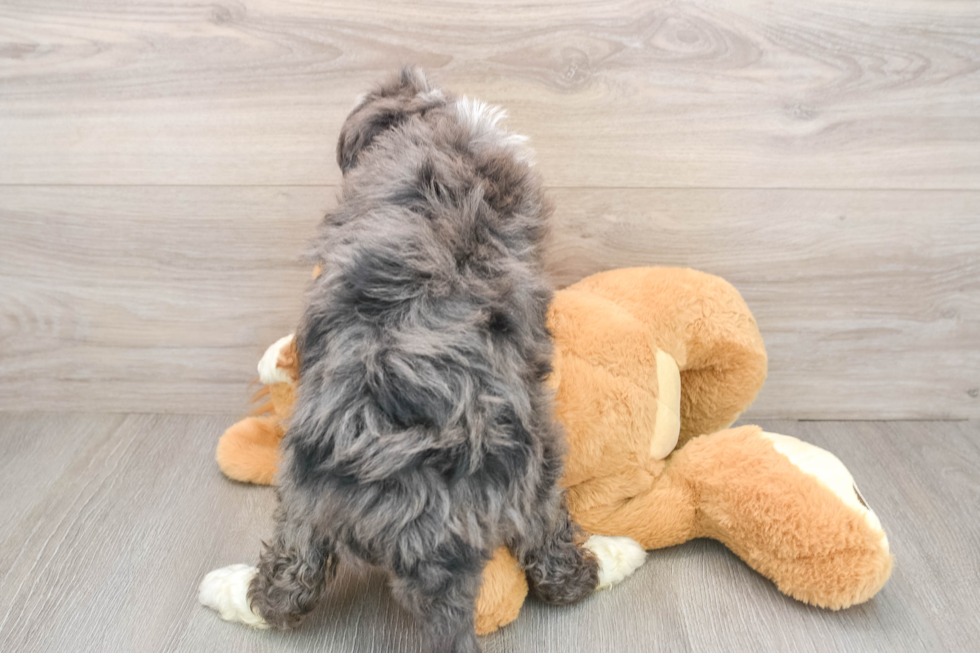 Playful Mini Bernepoo Poodle Mix Puppy