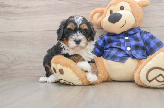 SAMSUNG, a Mini Bernedoodle littermate