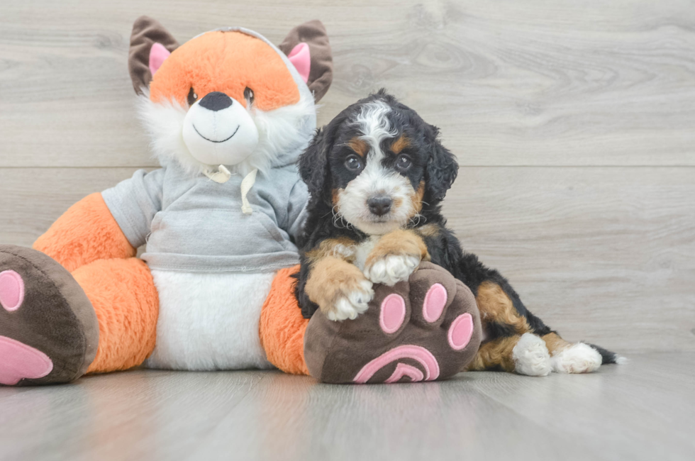 6 week old Mini Bernedoodle Puppy For Sale - Fairfield Furbabies